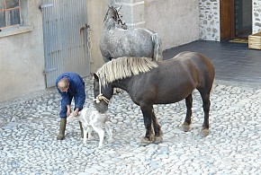 MAS D'ARAVO