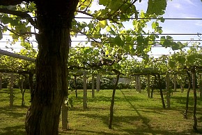 PAZO CARRASQUEIRA