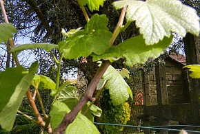 PAZO CARRASQUEIRA